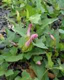 Calystegia amurensis. Часть цветущего растения. Хабаровский край, Комсомольский р-н, с. Верхняя Эконь, берег р. Амур, у подножия сопки. 07.07.2026.