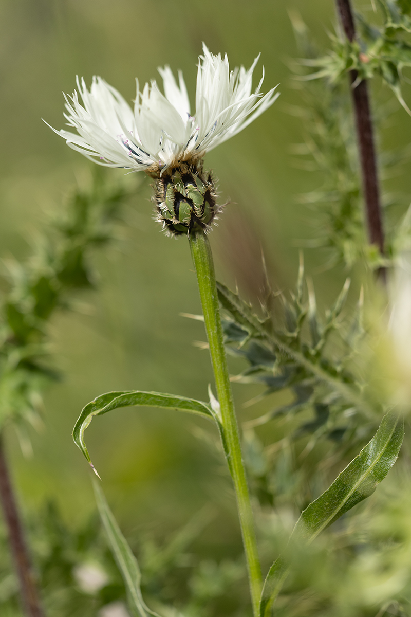Image of Centaurea cheiranthifolia specimen.