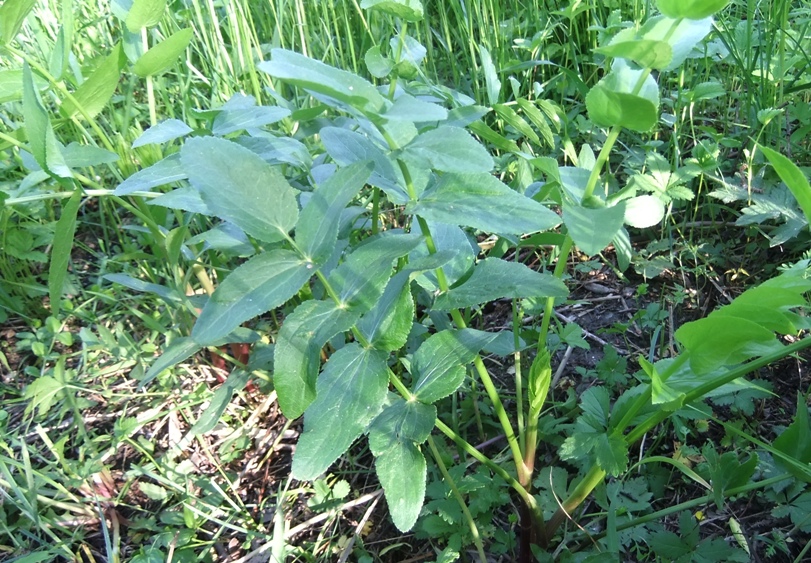 Изображение особи Sium latifolium.