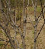 genus Salix