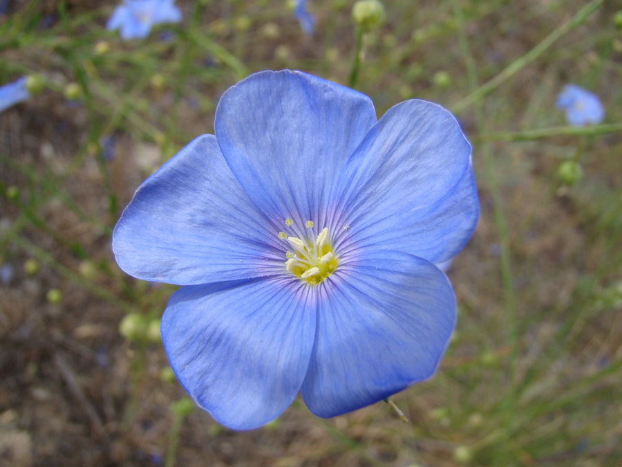 Изображение особи Linum pallescens.