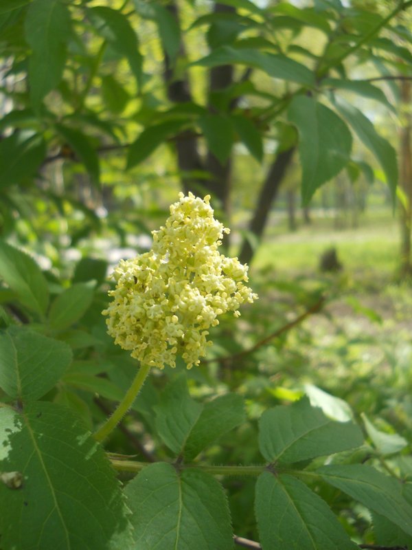 Image of Sambucus sibirica specimen.