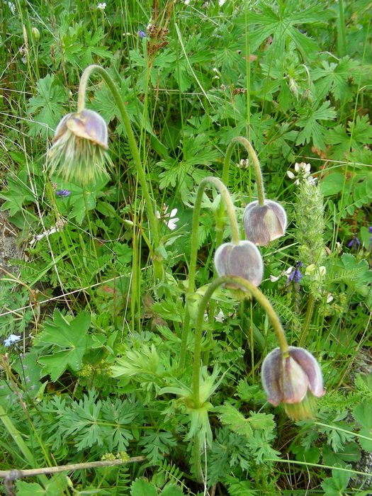 Изображение особи Pulsatilla campanella.