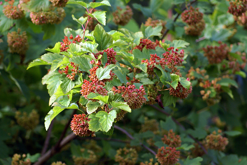 Изображение особи Physocarpus opulifolius.