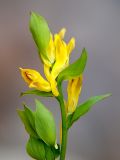 Corydalis ochotensis