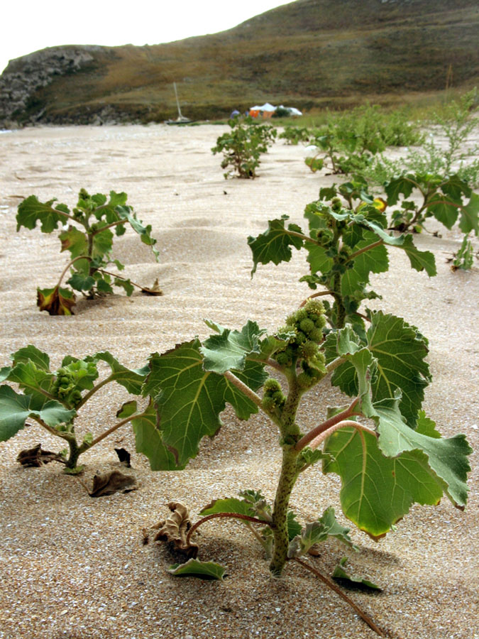 Image of genus Xanthium specimen.