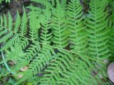 Athyrium filix-femina. Часть вайи (вид сверху). Новосибирская обл., Искитимский р-н, окр. пгт Линёво, степная балка \"Титов Лог\", болото. 14 августа 2011 г.