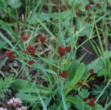 Limonium flexuosum. Верхняя часть растения в стадии бутонов. Иркутская обл., оз. Байкал, о-в Ольхон, окр. пос. Хужир. 25.07.2011.