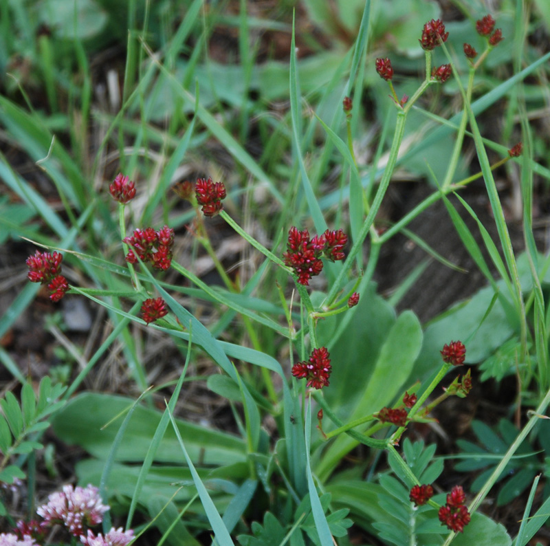 Изображение особи Limonium flexuosum.