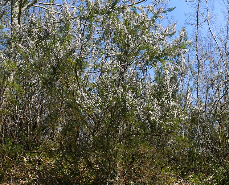 Image of Erica arborea specimen.