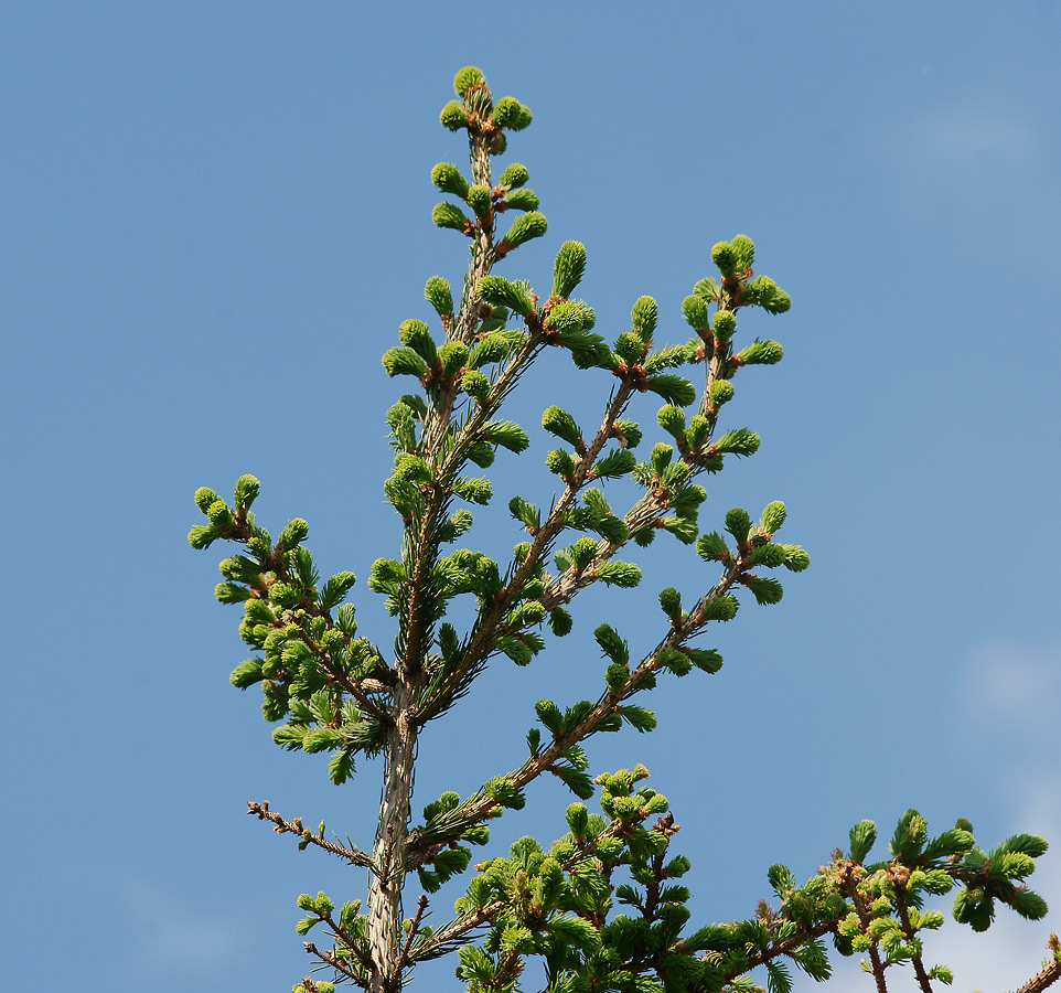Image of Picea abies specimen.