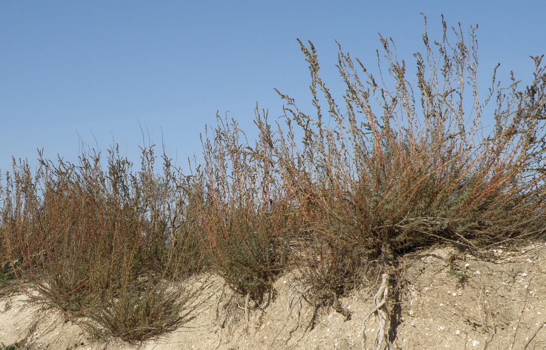 Image of Bassia prostrata specimen.