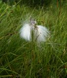 Eriophorum angustifolium