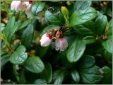 Vaccinium vitis-idaea. Соцветие и листья. Псковская обл., Новосокольский р-н, окр. дер. Гостилово, хвойный лес. 14 июня 2009 г.