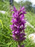 Dactylorhiza incarnata. Соцветие. Кабардино-Балкария, Верхняя Балкария. 07.07.2009.