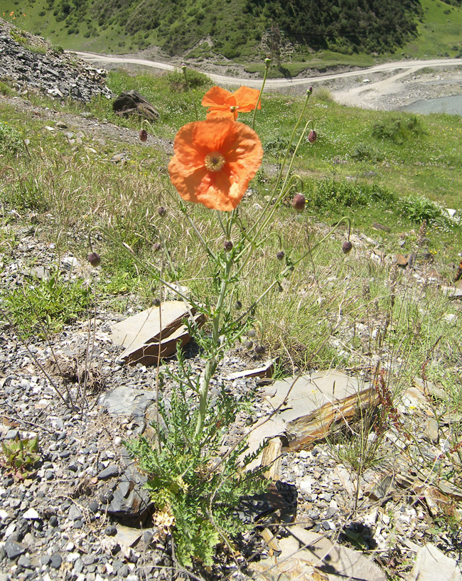 Image of Papaver fugax specimen.