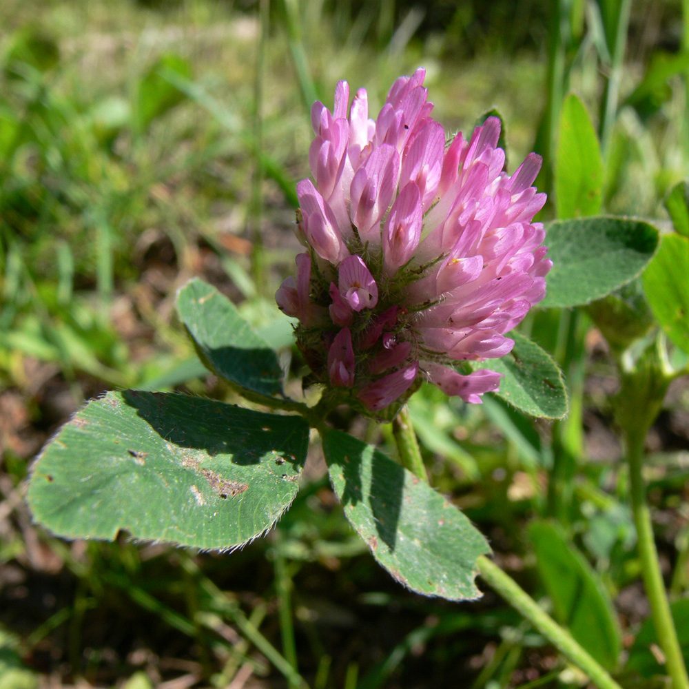 Image of Trifolium pratense specimen.