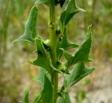 Spinacia turkestanica. Часть побега с соплодиями. Копетдаг, Чули. Май 2011 г.