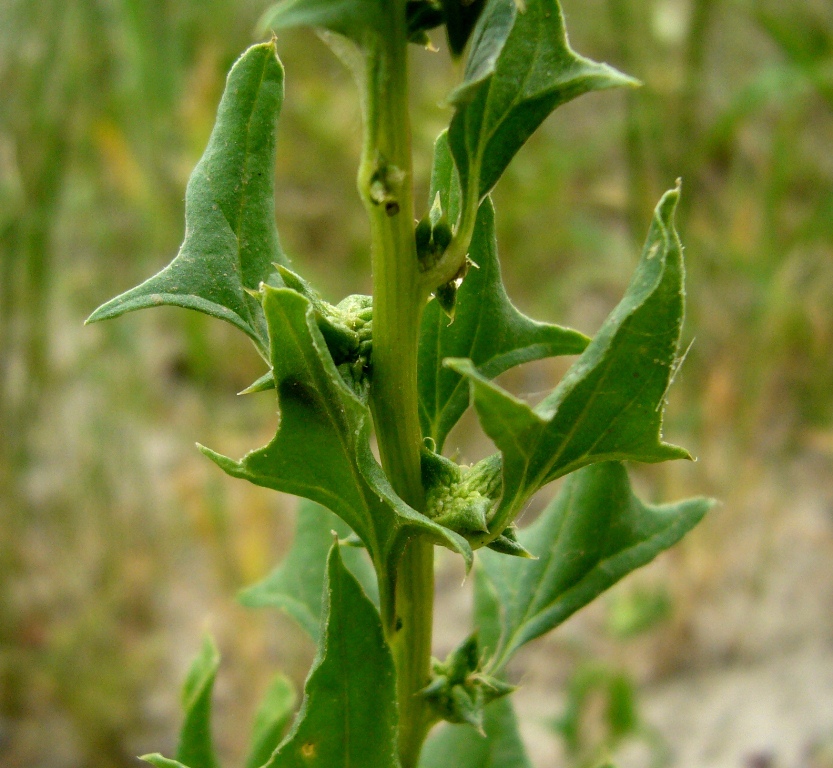 Изображение особи Spinacia turkestanica.