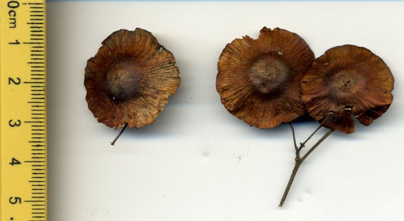 Image of Paliurus spina-christi specimen.