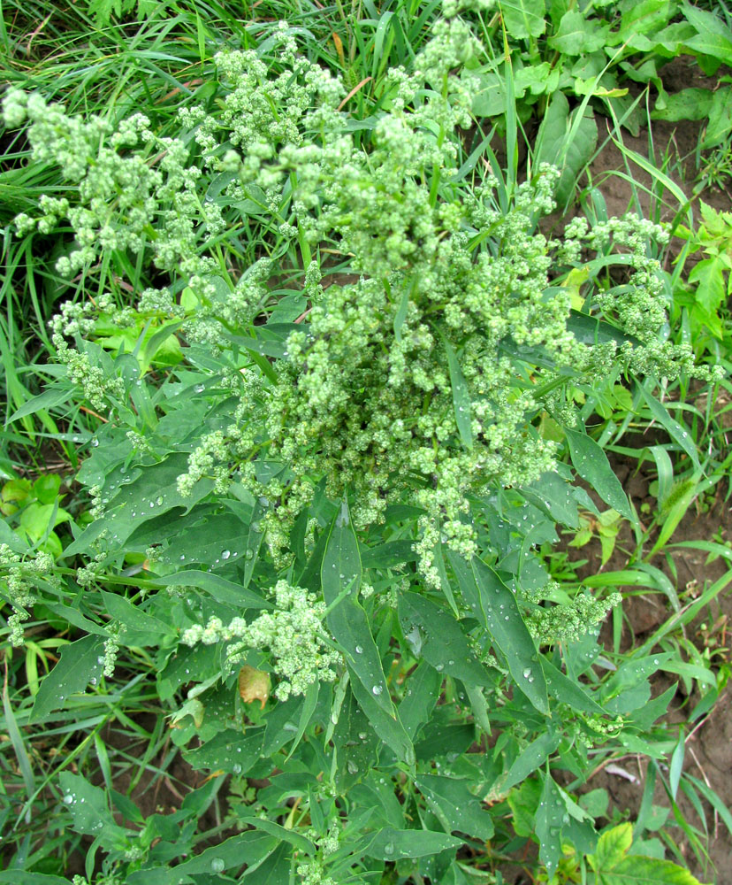 Image of Chenopodium &times; striatialbum specimen.