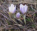 Pulsatilla multifida. Цветущее растение. Алтайский край, Волчихинский р-н, участок дороги Волчиха - Егорьевка, ленточный сосновый бор. 28.05.2010.