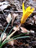 Crocus angustifolius. Цветущее растение. Крым, окр. Ялты, сосновый лес. 18 марта 2012 г.