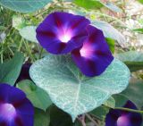 Ipomoea purpurea