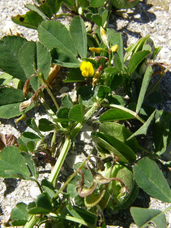 Изображение особи Medicago orbicularis.