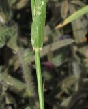 Aegilops sharonensis