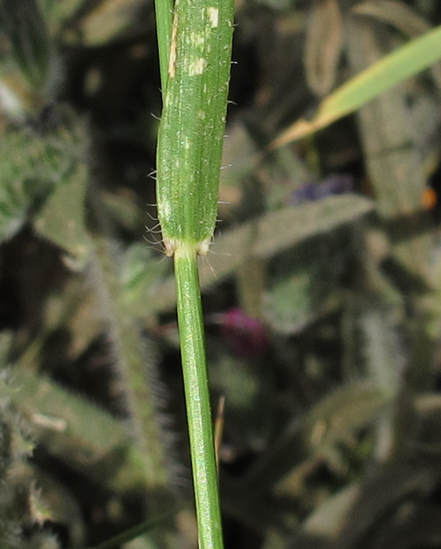 Изображение особи Aegilops sharonensis.