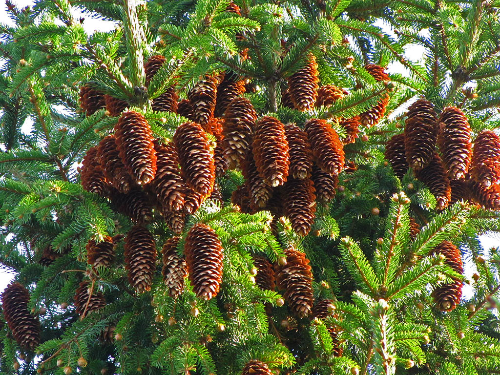 Изображение особи Picea abies.