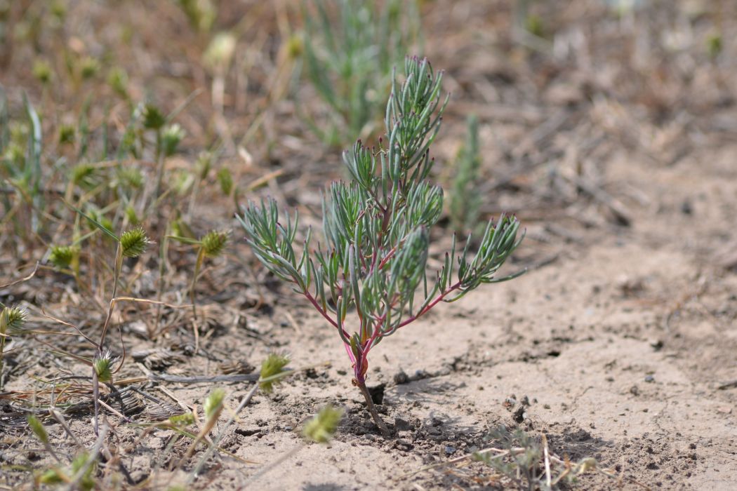 Image of genus Suaeda specimen.