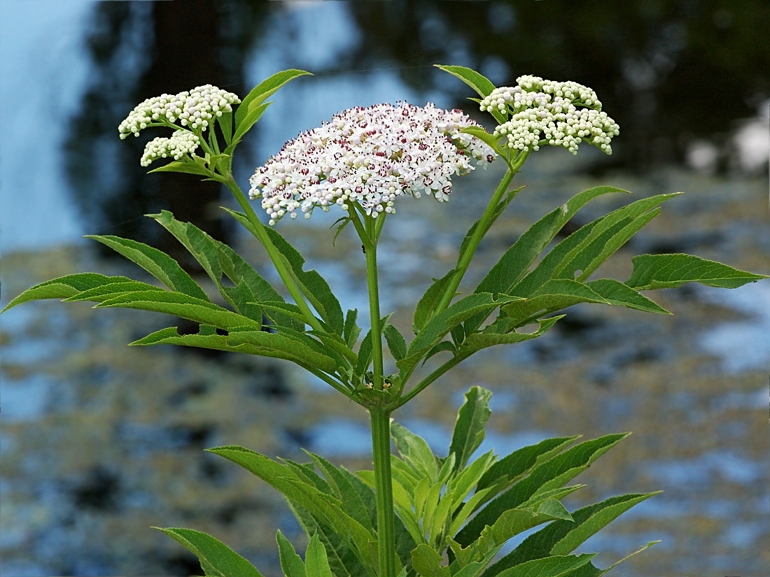 Изображение особи Sambucus ebulus.