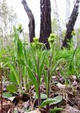 Tephroseris integrifolia. Зацветающие растения. Новосибирская обл., Искитимский р-н, окр. пгт Линёво, берёзовый лес. 18 мая 2012 г.