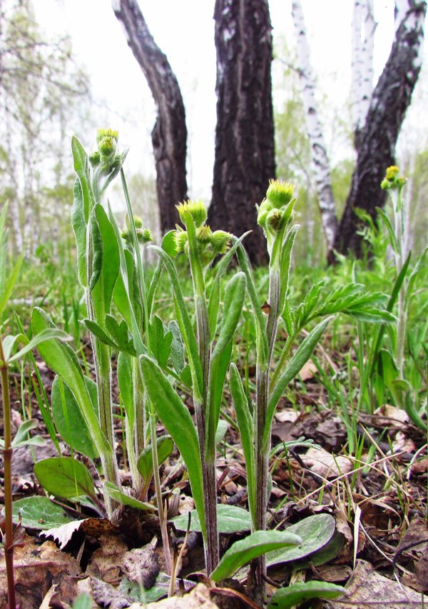 Image of Tephroseris integrifolia specimen.