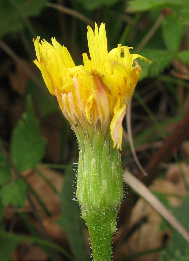 Image of Leontodon biscutellifolius specimen.