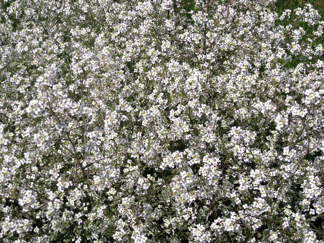 Image of Crambe tataria specimen.