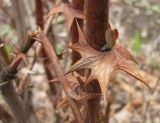 genus Berberis. Колючки на стебле. Владивосток, ботанический сад-институт ДВО РАН. 7 мая 2012 г.