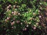 Trifolium hybridum. Цветущее растение. Курская обл., г. Железногорск. 3 июля 2007 г.