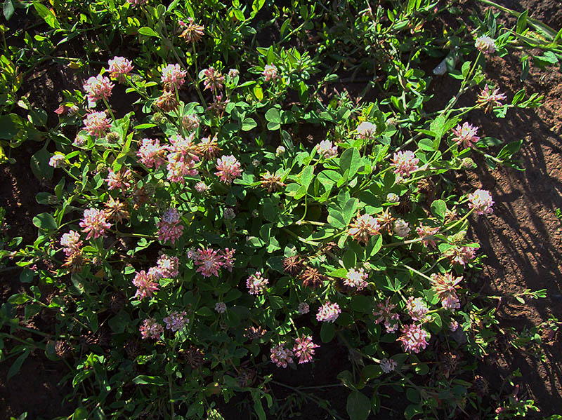 Изображение особи Trifolium hybridum.