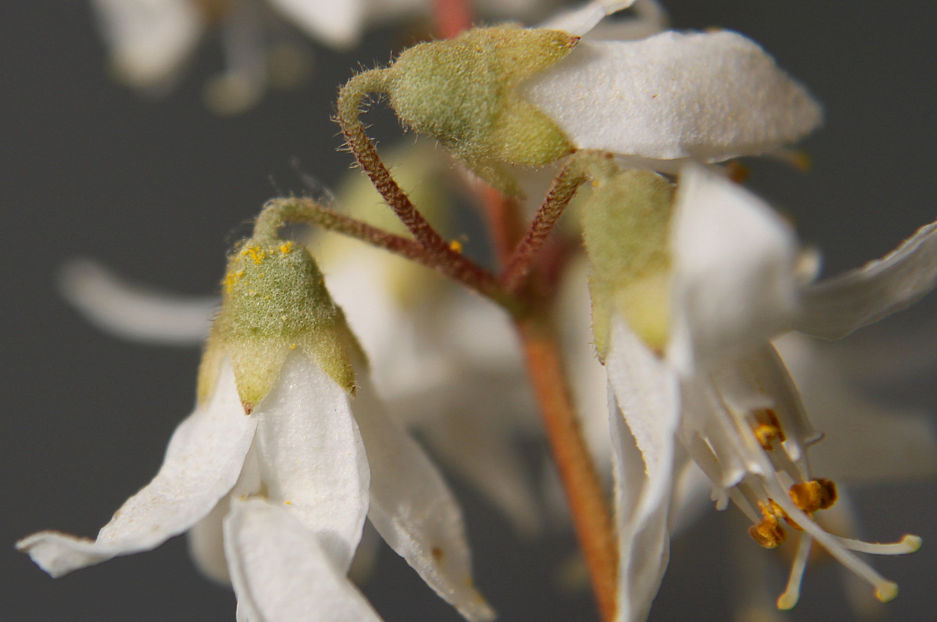 Image of Deutzia × carnea specimen.