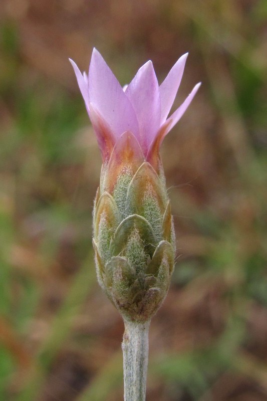 Image of Xeranthemum cylindraceum specimen.