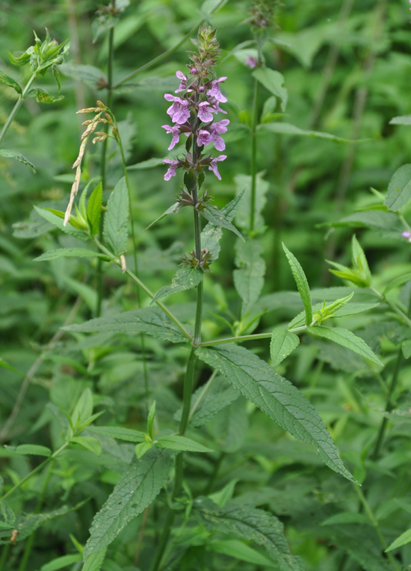 Изображение особи Stachys palustris.