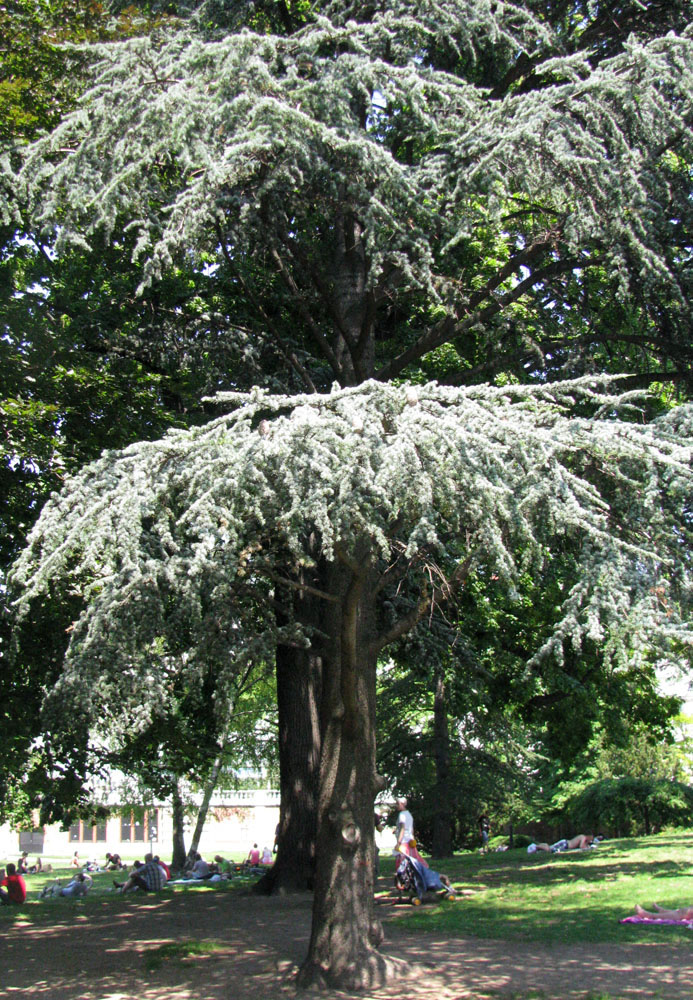 Image of Cedrus libani specimen.