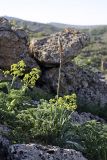 Eremurus regelii. Расцветающее растение в сообществе с Ferula tenuisecta (на заднем плане). Южный Казахстан, горы Каракус; высота 800 м н.у.м. 20.04.2012.