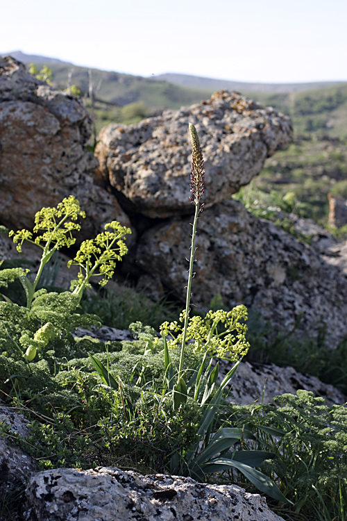 Изображение особи Eremurus regelii.