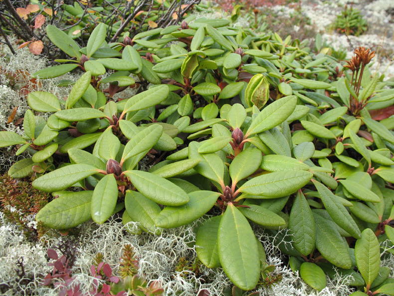 Изображение особи Rhododendron aureum.