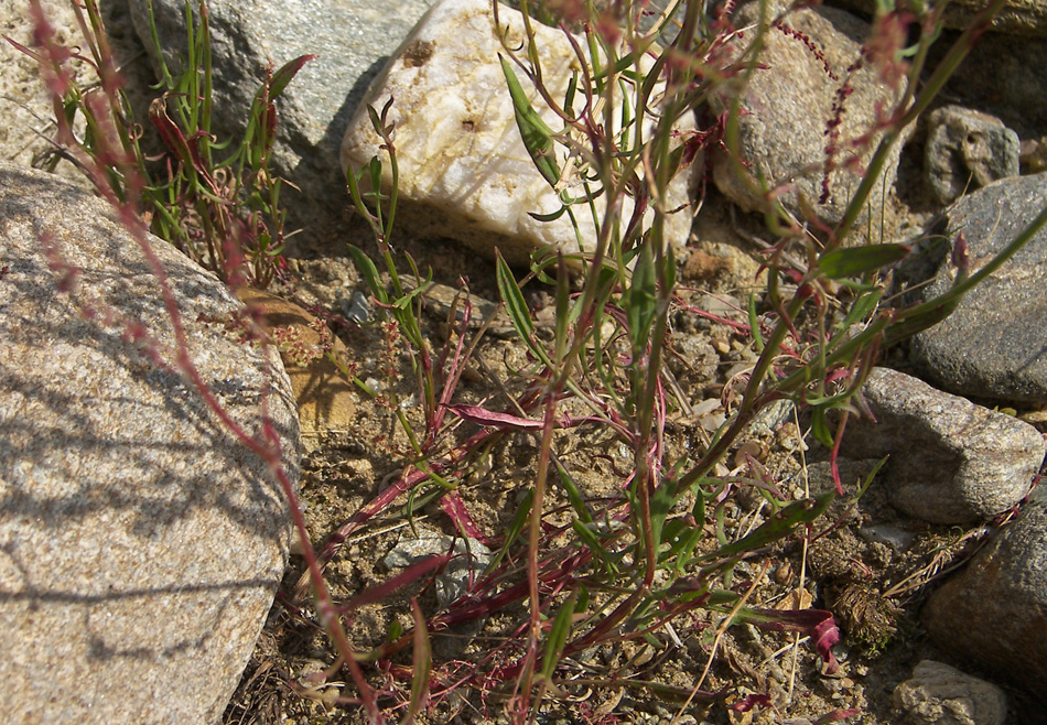 Изображение особи Rumex acetoselloides.