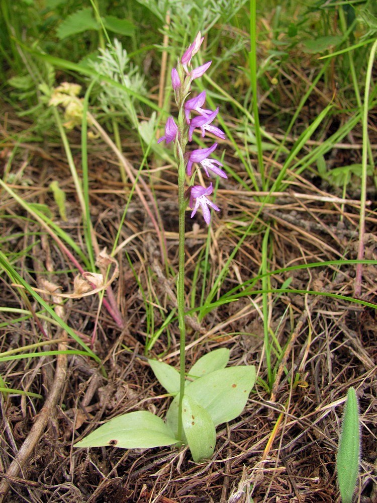 Image of Neottianthe cucullata specimen.